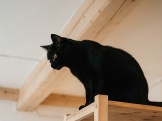 シャドウ