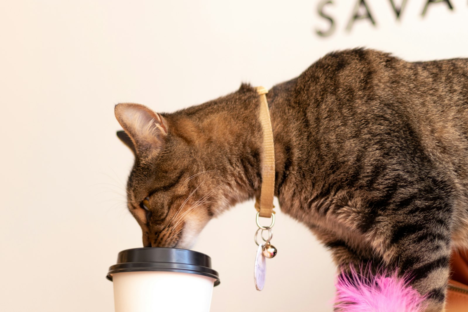 コーヒーカップを飲む猫