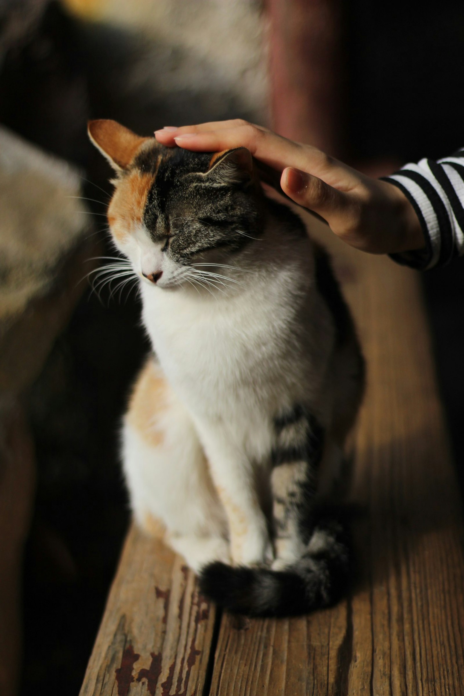 やさしい光の中で撫でられる猫